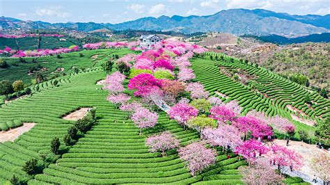 where are the tea trees in china